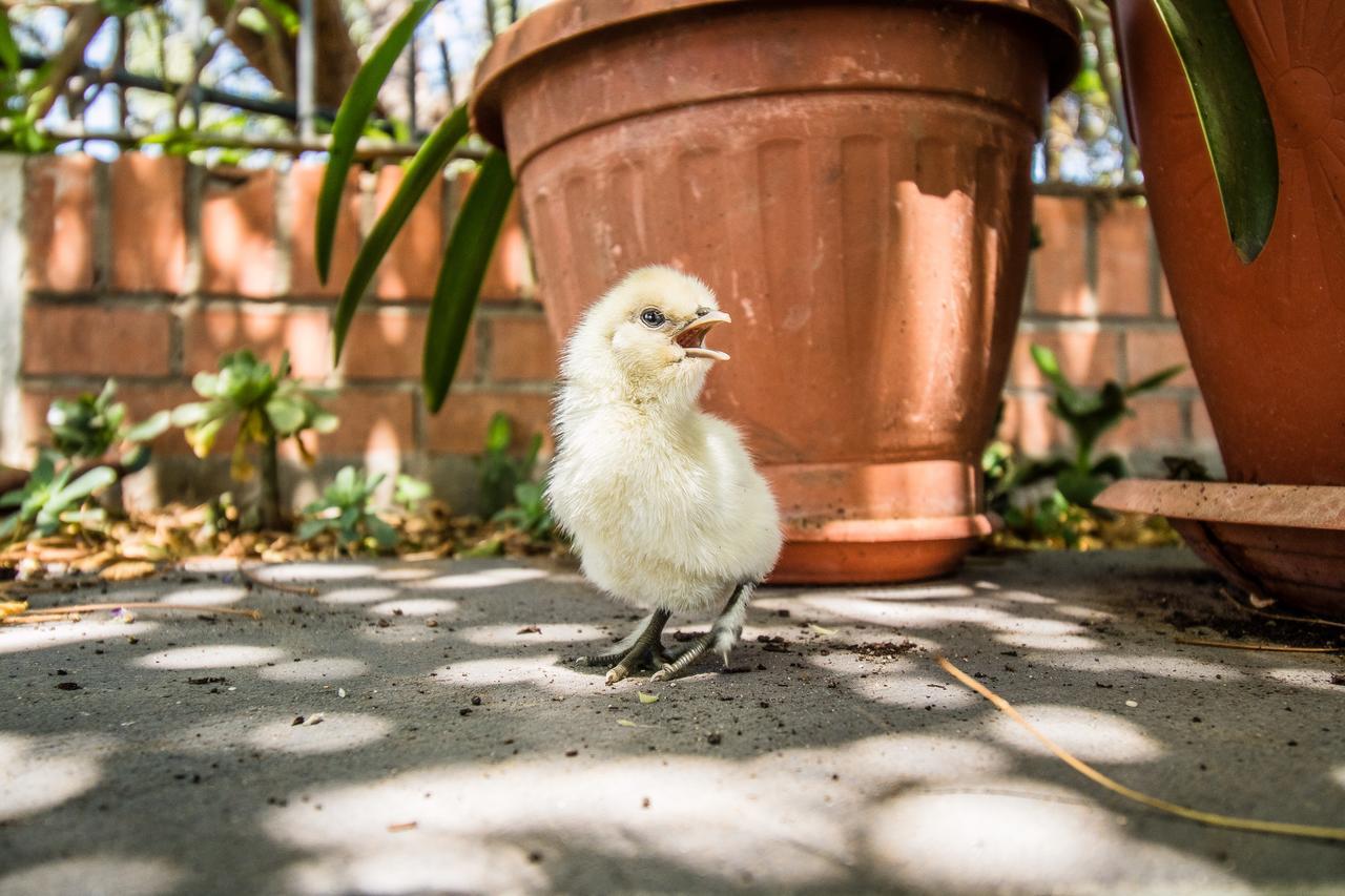 Il Gallo Con Gli Stivali Termoli Buitenkant foto