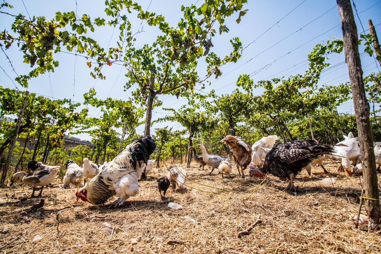 Il Gallo Con Gli Stivali Termoli Buitenkant foto