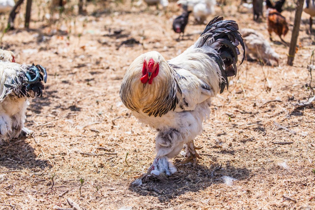 Il Gallo Con Gli Stivali Termoli Buitenkant foto