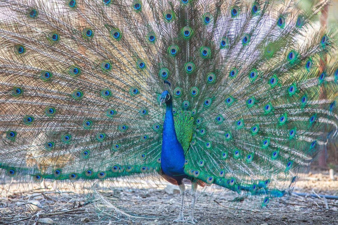 Il Gallo Con Gli Stivali Termoli Buitenkant foto