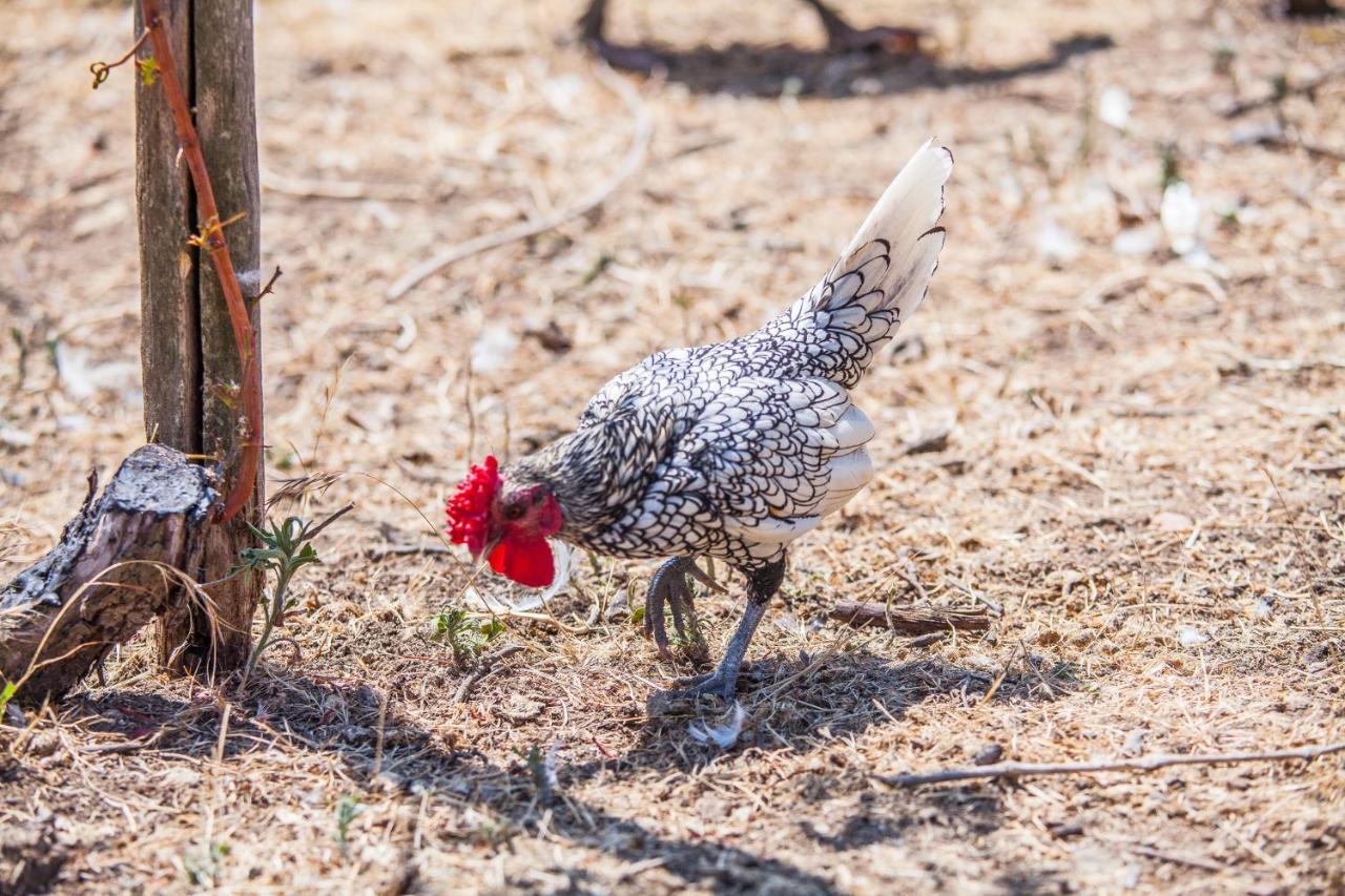 Il Gallo Con Gli Stivali Termoli Buitenkant foto