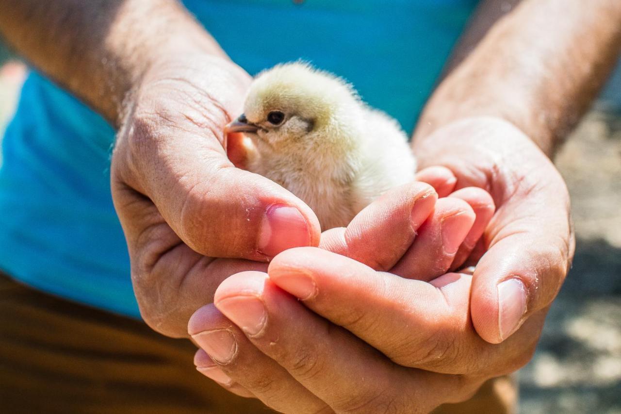 Il Gallo Con Gli Stivali Termoli Buitenkant foto