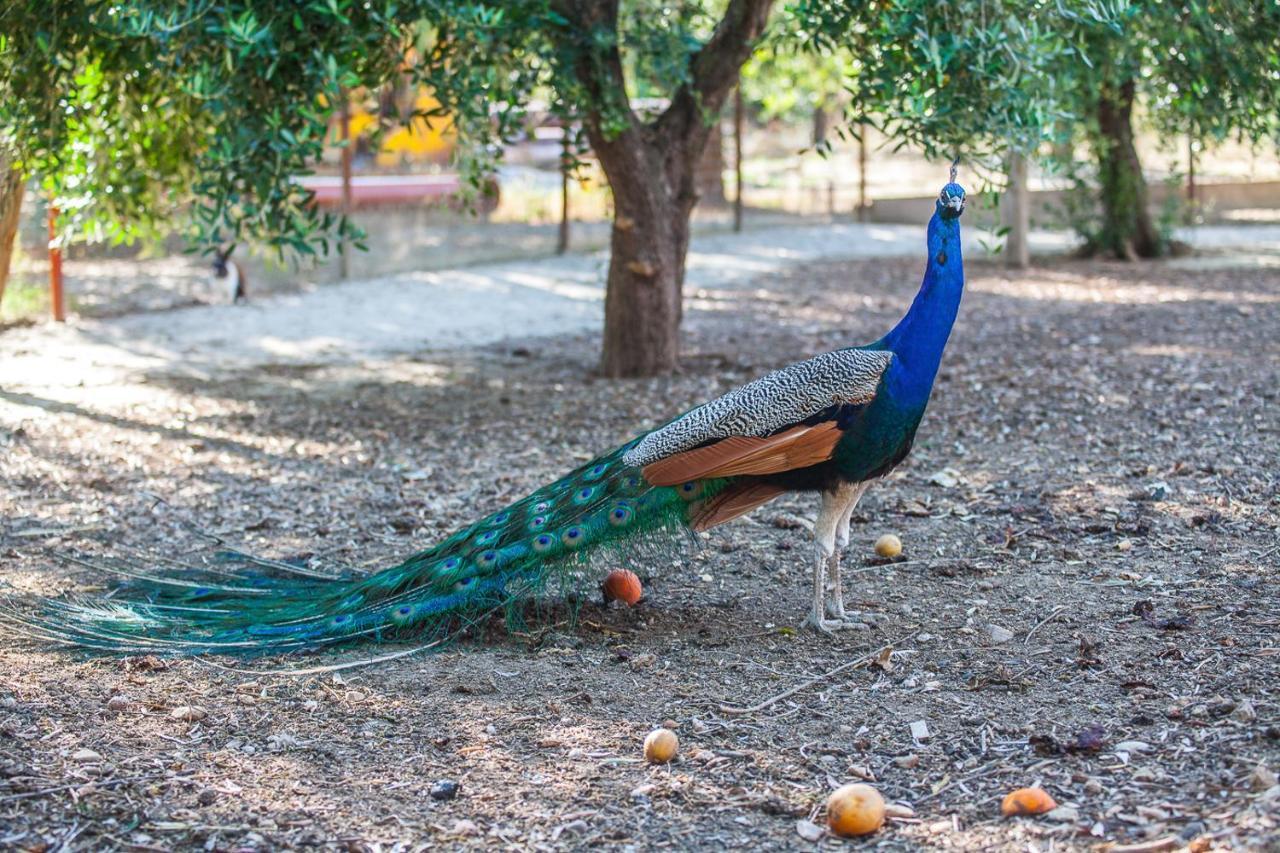 Il Gallo Con Gli Stivali Termoli Buitenkant foto