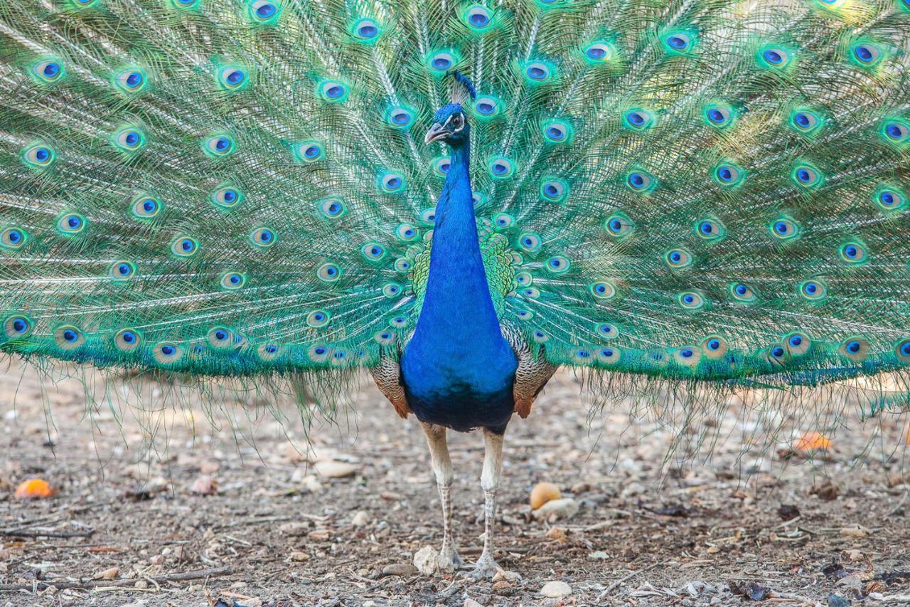 Il Gallo Con Gli Stivali Termoli Buitenkant foto
