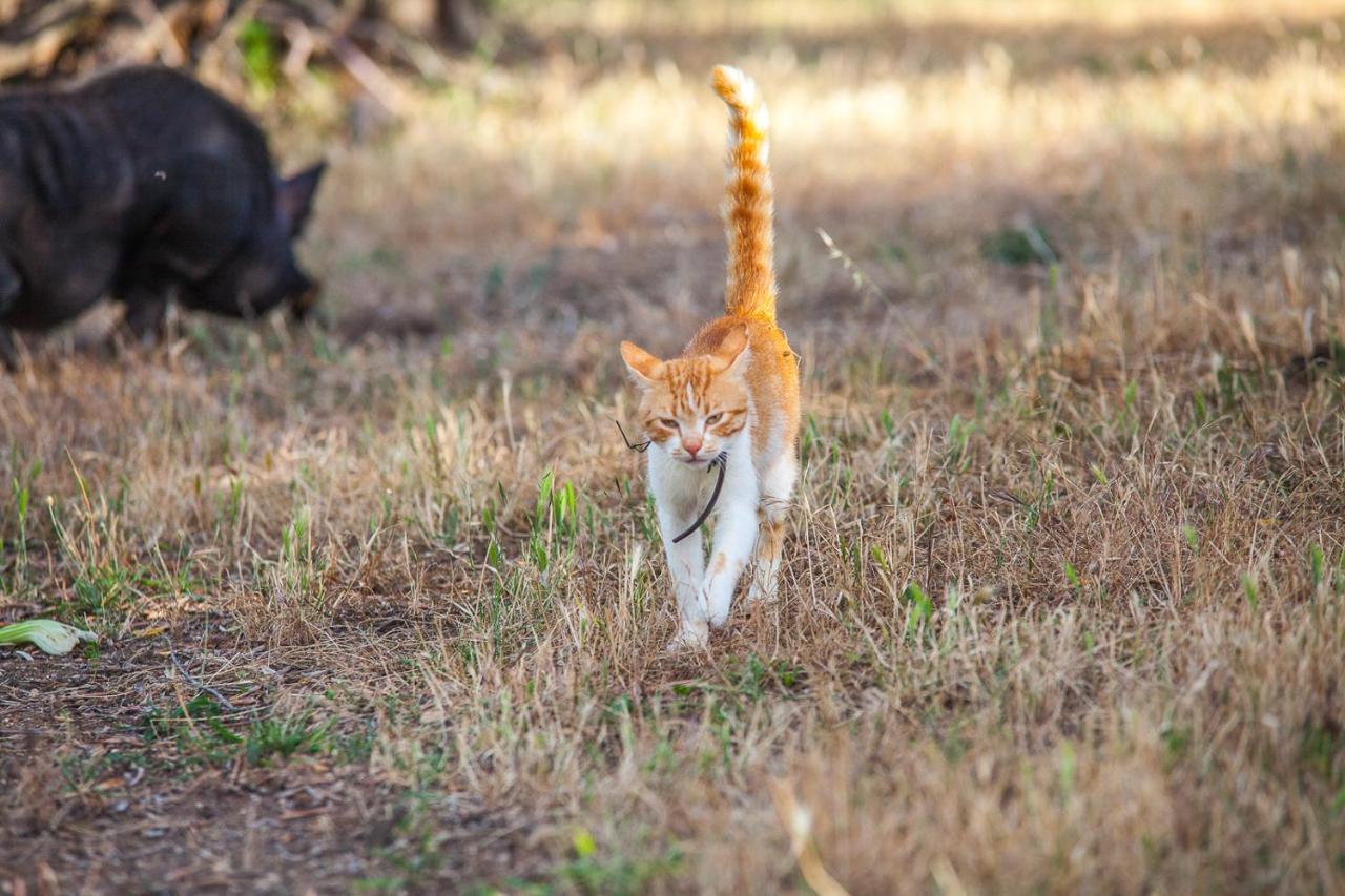 Il Gallo Con Gli Stivali Termoli Buitenkant foto