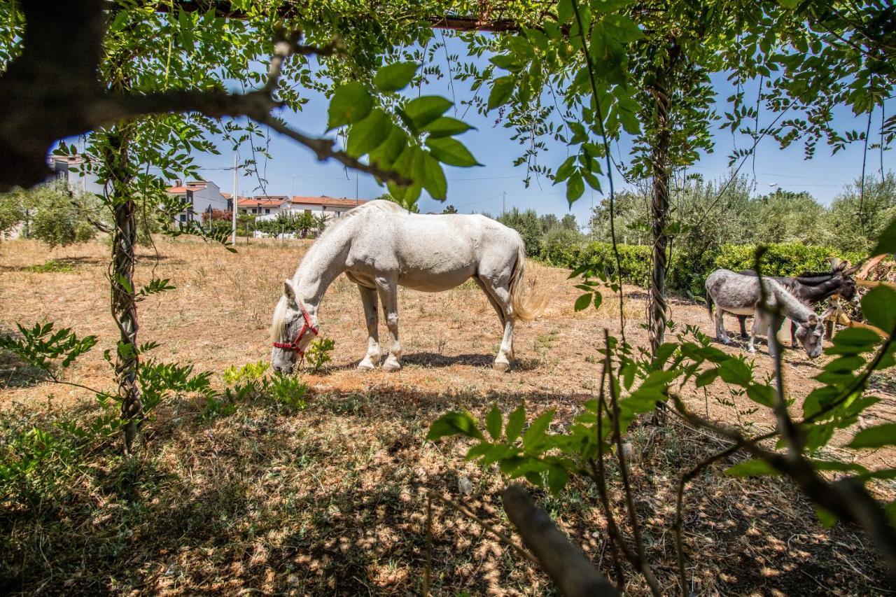 Il Gallo Con Gli Stivali Termoli Buitenkant foto
