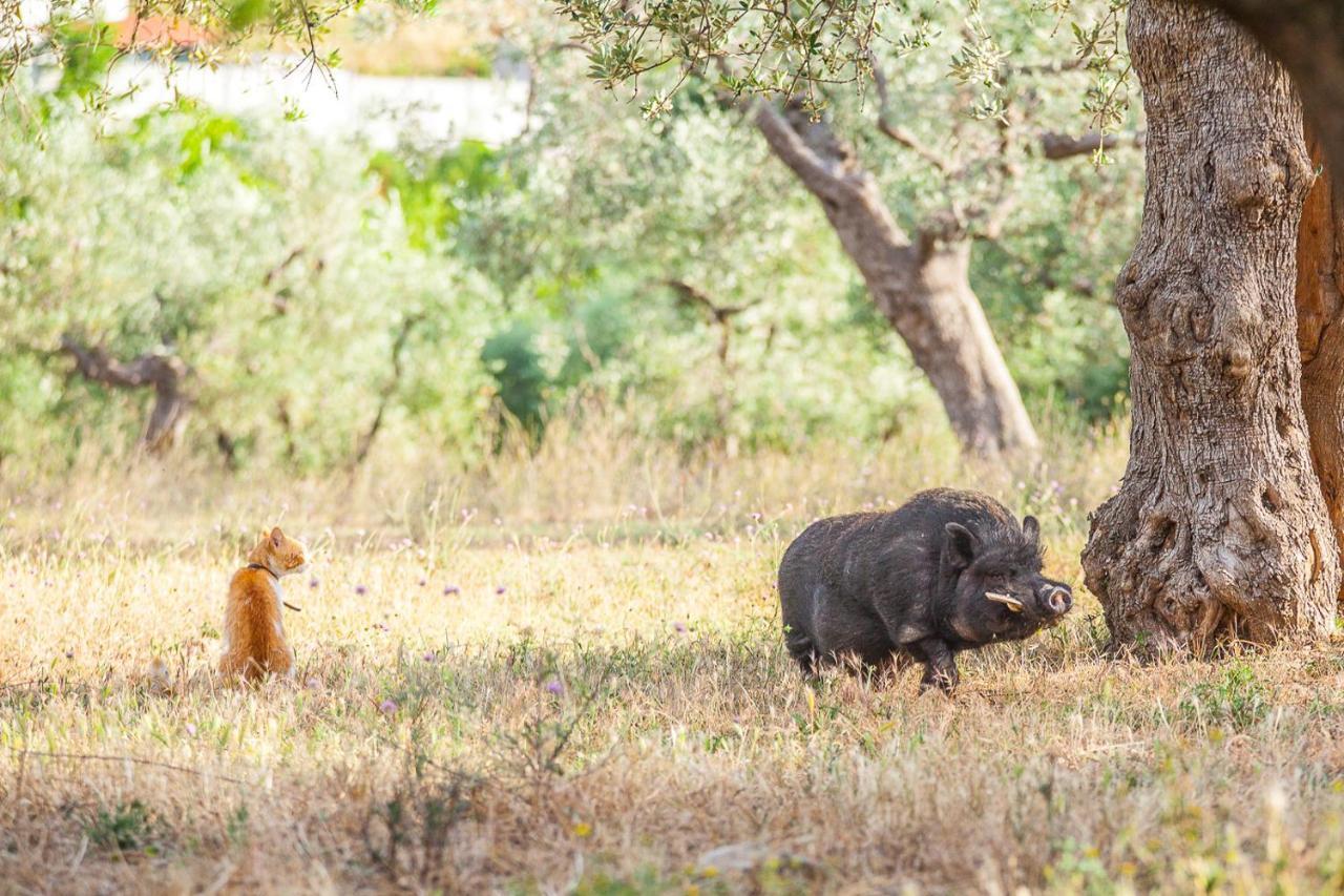 Il Gallo Con Gli Stivali Termoli Buitenkant foto